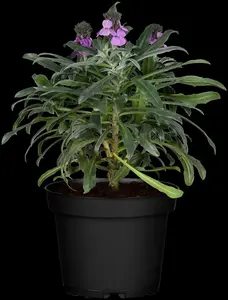 erysimum 'bowles mauve' P9 - afbeelding 1