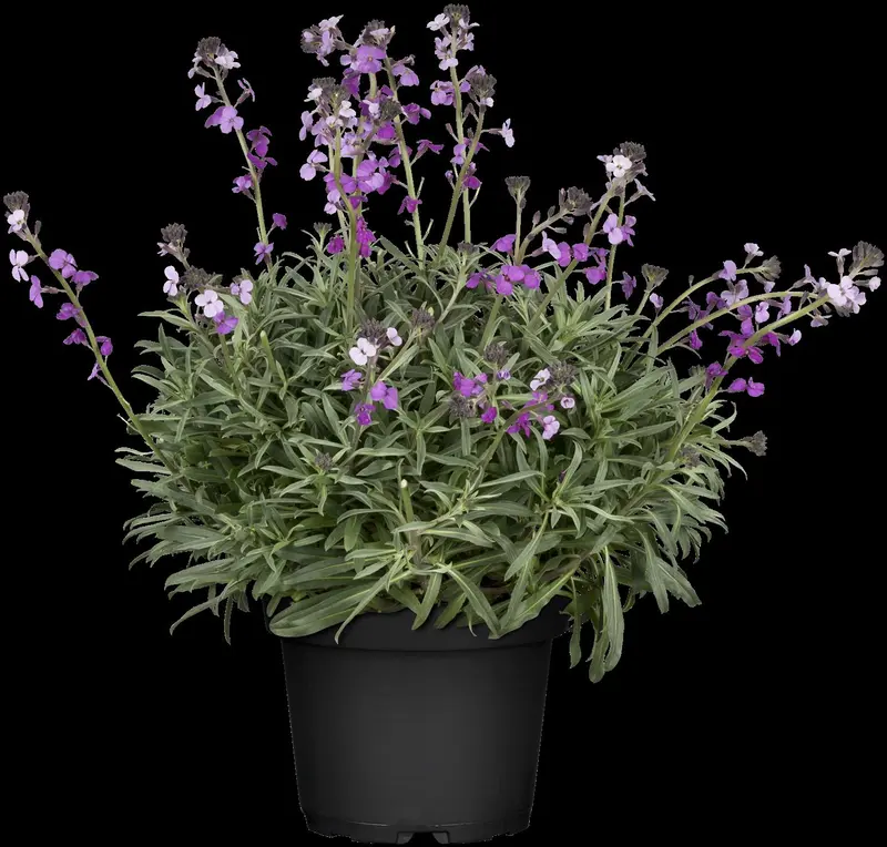 erysimum 'bowles mauve' P9 - afbeelding 3