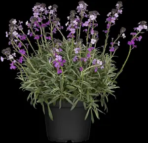 erysimum 'bowles mauve' P9 - afbeelding 4