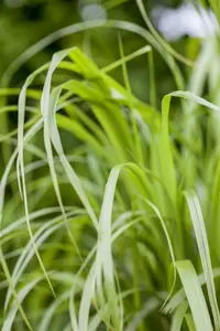 calamagrostis brachytricha ( stipa brachytricha) P9 - afbeelding 2