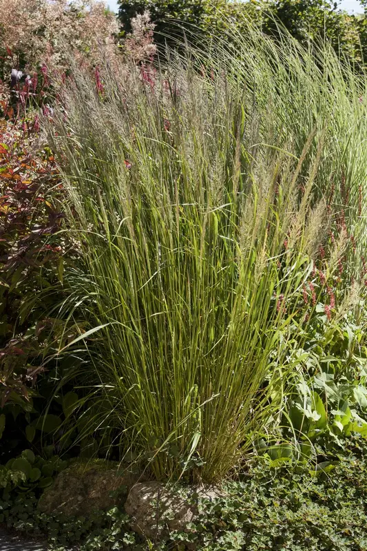 calamagrostis brachytricha ( stipa brachytricha) P9 - afbeelding 3