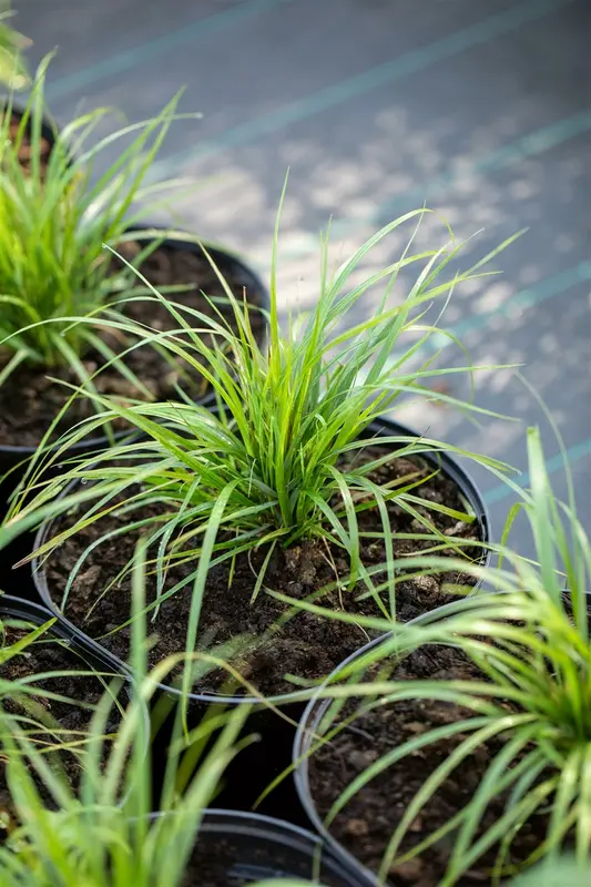 calamagrostis brachytricha ( stipa brachytricha) P9 - afbeelding 5