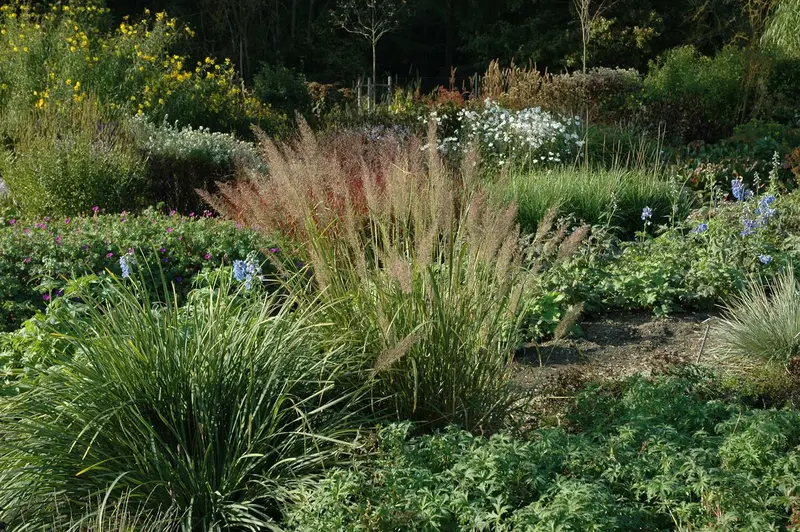 calamagrostis brachytricha ( stipa brachytricha) P9 - afbeelding 4