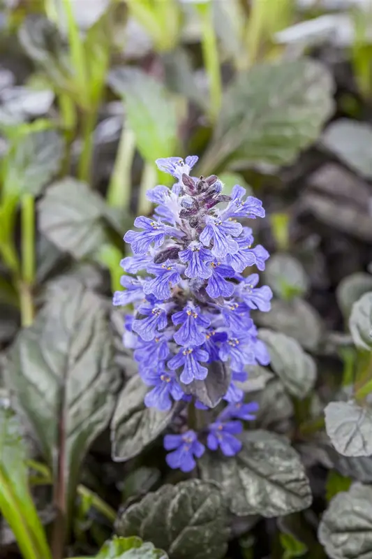 Ajuga rept. 'Braunherz' P9 - afbeelding 1