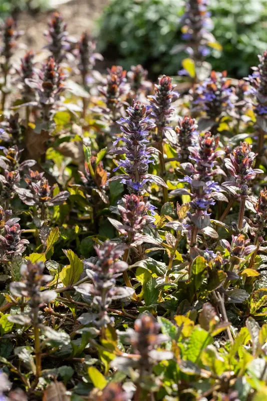 Ajuga rept. 'Braunherz' P9 - afbeelding 2