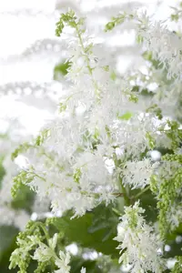 astilbe (a) 'brautschleier' P9 - afbeelding 1