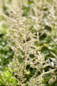 astilbe (a) 'brautschleier' P9 - afbeelding 2