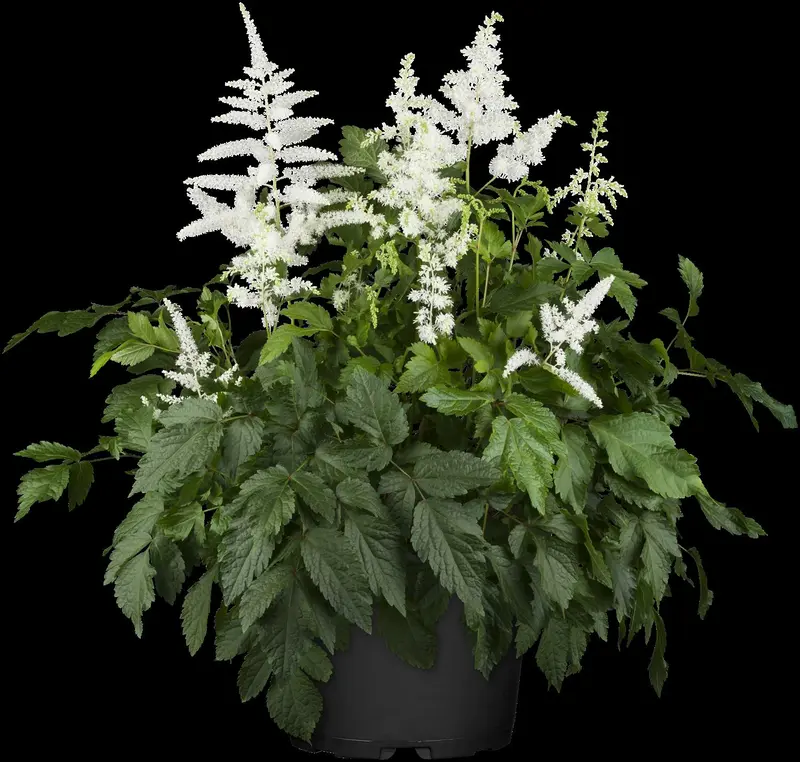 astilbe (a) 'brautschleier' P9 - afbeelding 3