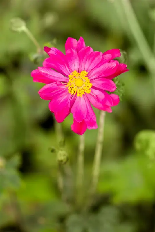 Anemone hybr. 'Bressingham Glow' P9 - afbeelding 1