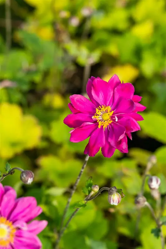 Anemone hybr. 'Bressingham Glow' P9 - afbeelding 5