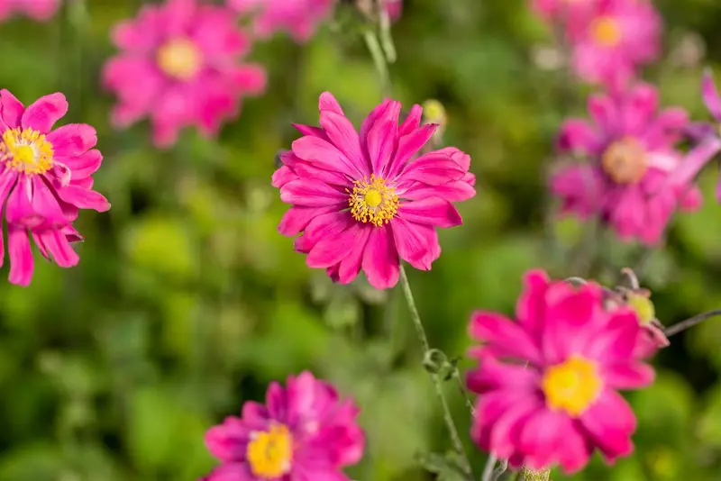 Anemone hybr. 'Bressingham Glow' P9 - afbeelding 2