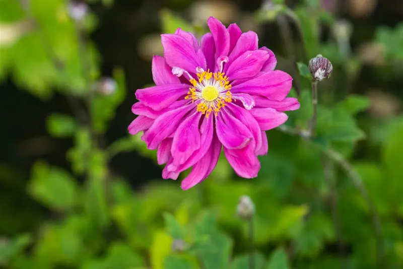 Anemone hybr. 'Bressingham Glow' P9 - afbeelding 4