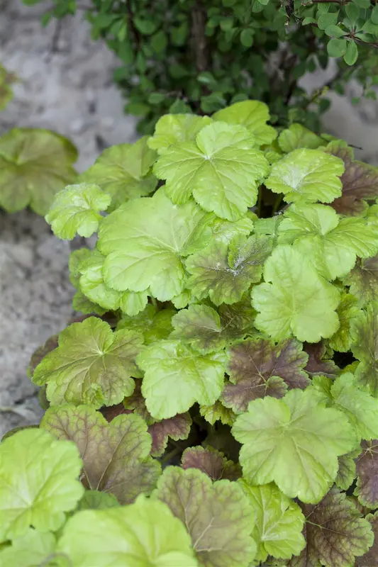 heucherella alba 'bridget bloom' P9