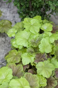 heucherella alba 'bridget bloom' P9