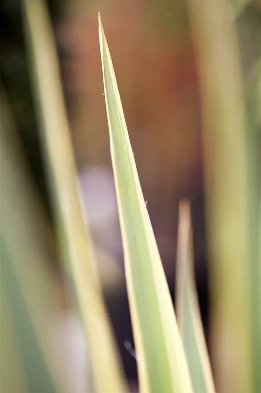 yucca fil. 'bright edge' P9 - afbeelding 1