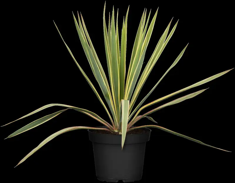 yucca fil. 'bright edge' P9 - afbeelding 2