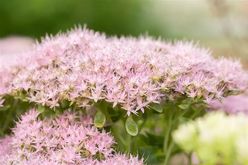 sedum spectabile 'brillant' P11 - afbeelding 2