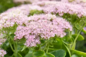 sedum spectabile 'brillant' P11 - afbeelding 5