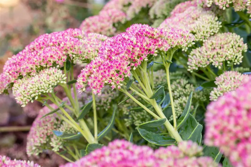 sedum spectabile 'brillant' P11 - afbeelding 1