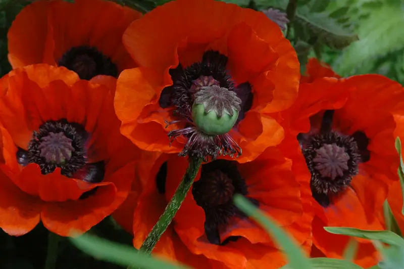 papaver or. 'brilliant' P9 - afbeelding 1