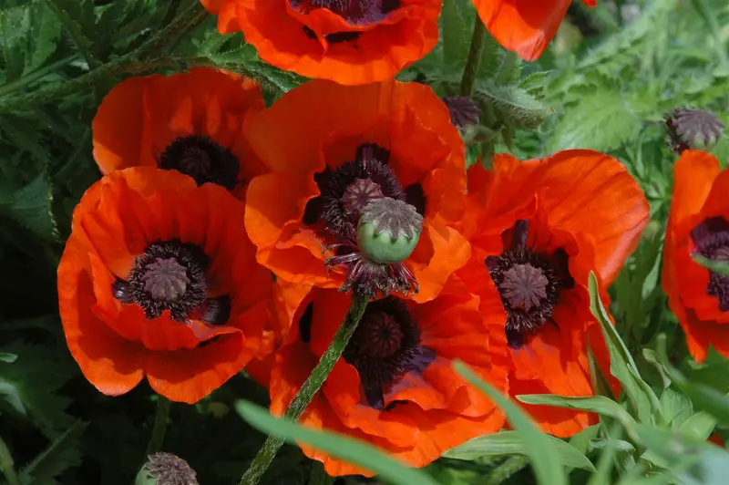 papaver or. 'brilliant' P9 - afbeelding 2