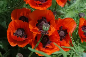 papaver or. 'brilliant' P9 - afbeelding 2