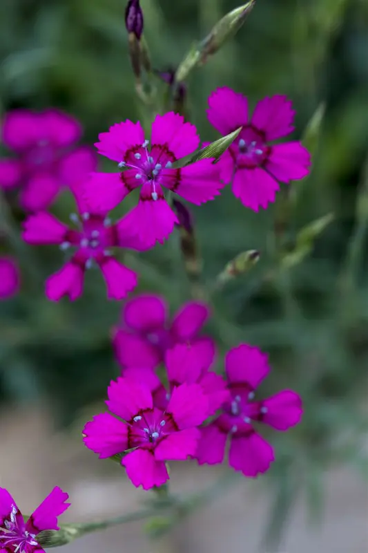 dianthus delt. 'brilliant' P9