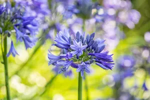 Agapanthus 'Brillant Blue'® P9