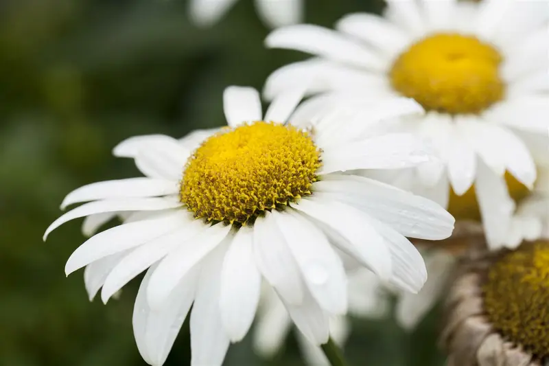 leucanthemum 'broadway lights' P11 - afbeelding 1