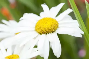 leucanthemum 'broadway lights' P11 - afbeelding 2