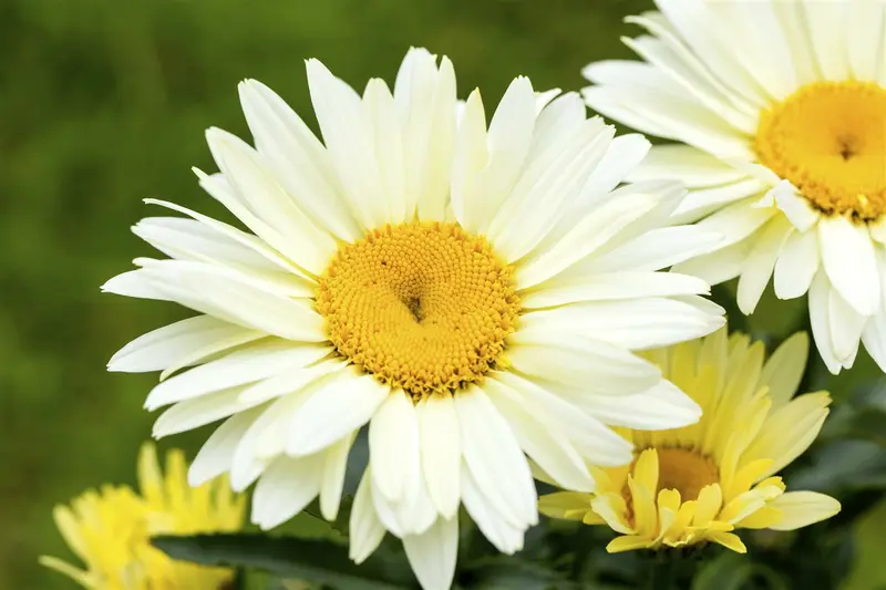 leucanthemum 'broadway lights' P11 - afbeelding 3