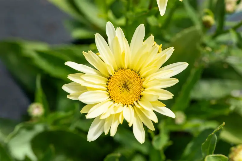 leucanthemum 'broadway lights' P11 - afbeelding 5