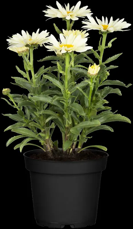 leucanthemum 'broadway lights' P11 - afbeelding 4