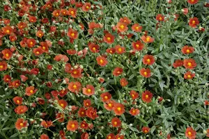 helianthemum 'bronzeteppich' P11