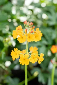 primula bulleyana P9 - afbeelding 3