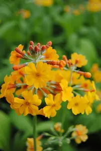 primula bulleyana P9 - afbeelding 2