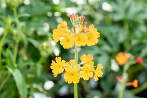 primula bulleyana P9 - afbeelding 4