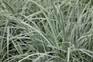 carex laxiculmis 'bunny blue'® P9