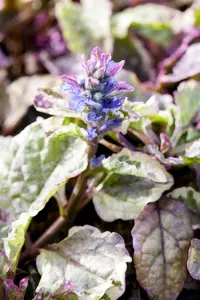 ajuga reptans burgundy glow P10.5 - afbeelding 1