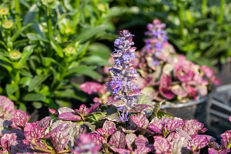 ajuga reptans burgundy glow P10.5 - afbeelding 4