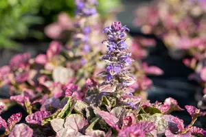 ajuga reptans burgundy glow P10.5 - afbeelding 5