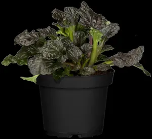 ajuga reptans burgundy glow P10.5 - afbeelding 2