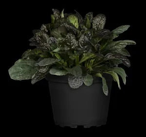 ajuga reptans burgundy glow P10.5 - afbeelding 3