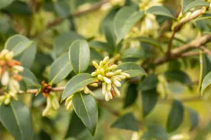 osmanthus burkwoodii - afbeelding 5