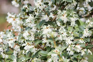 osmanthus burkwoodii - afbeelding 2