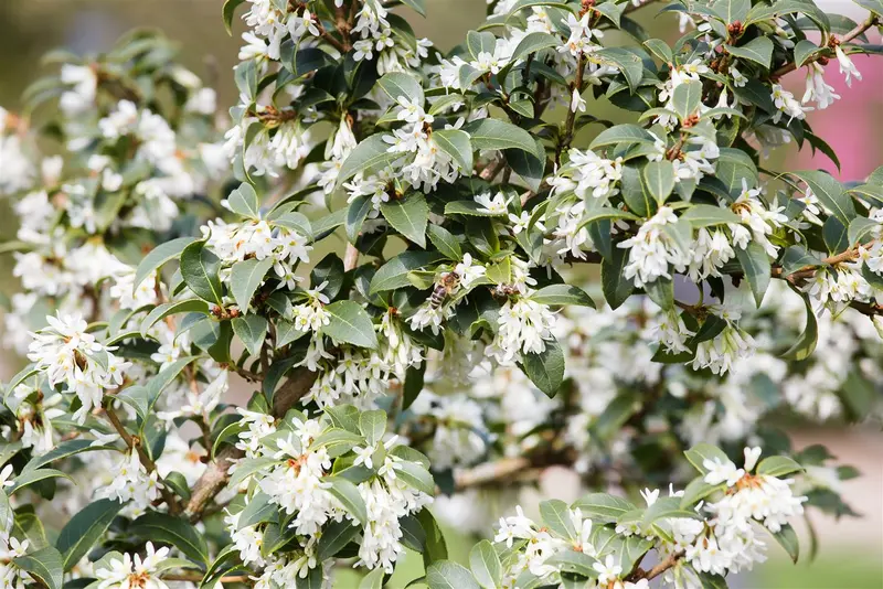 osmanthus burkwoodii - afbeelding 3