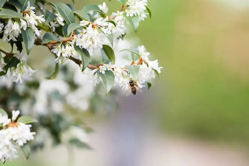 osmanthus burkwoodii - afbeelding 4