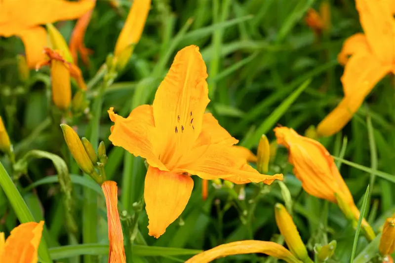 Burning Daylight hemerocallis