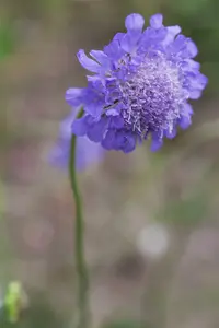 scabiosa columbaria butterfly blue P10.5 - afbeelding 1