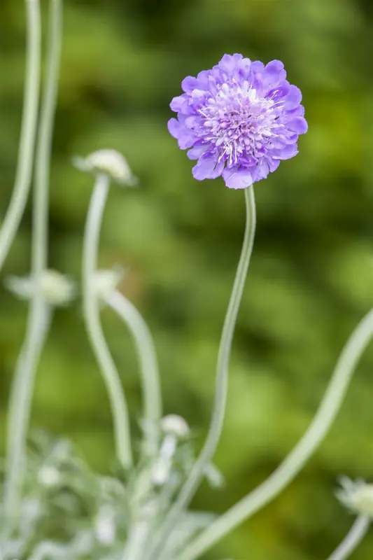 scabiosa columbaria butterfly blue P10.5 - afbeelding 5